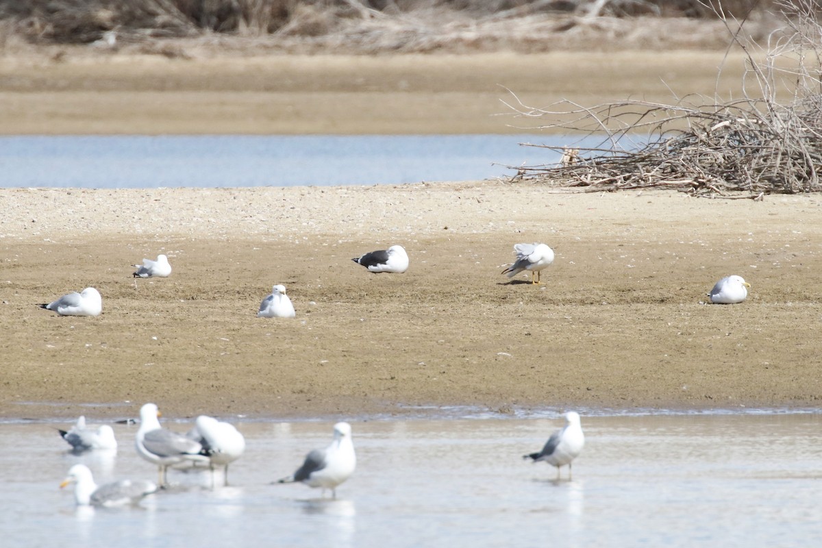 Lesser Black-backed Gull - ML616935252