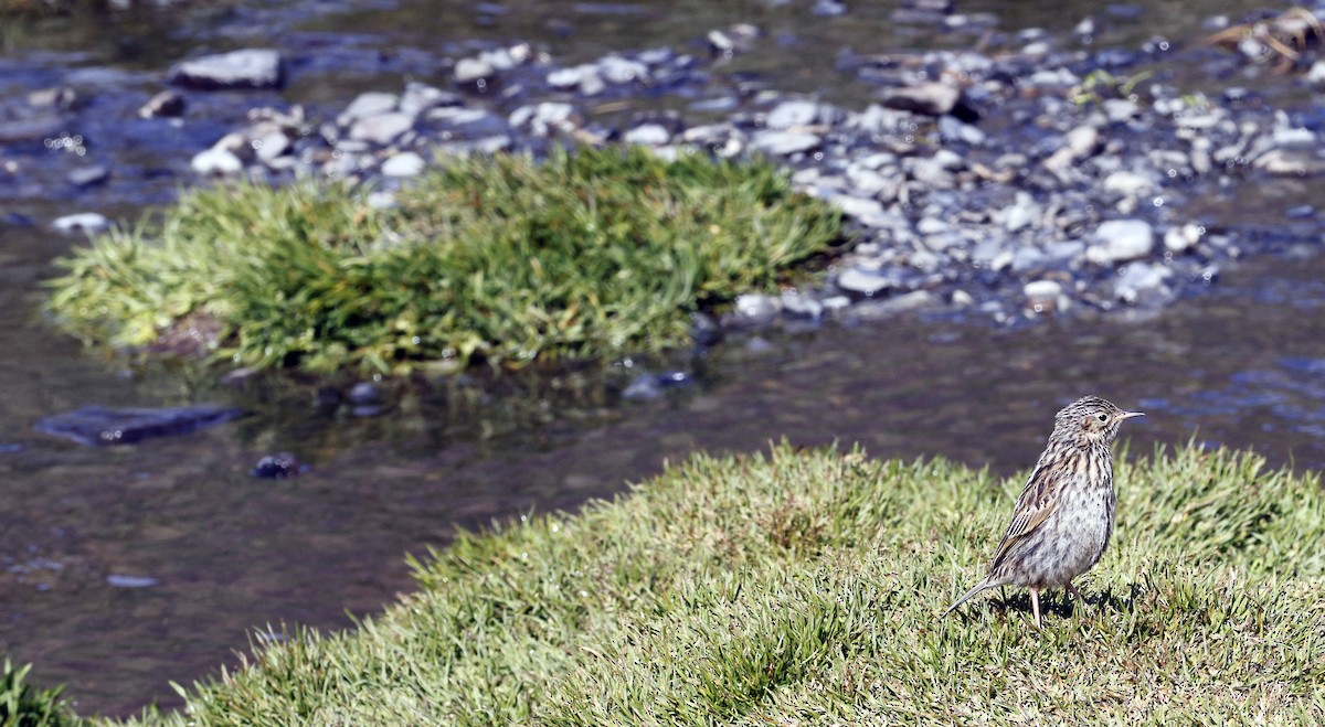 South Georgia Pipit - ML616935263