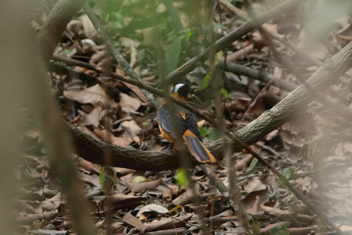 Snowy-crowned Robin-Chat - ML616935325