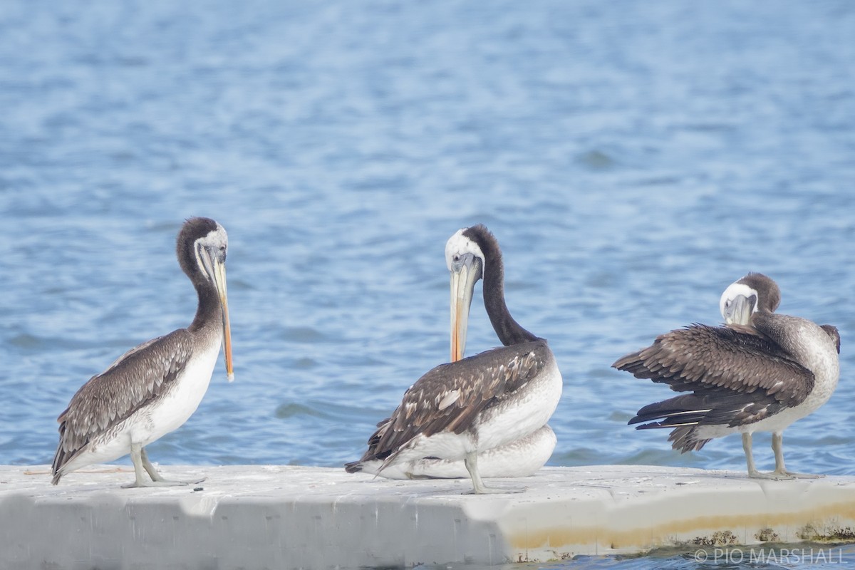 Peruvian Pelican - Pio Marshall