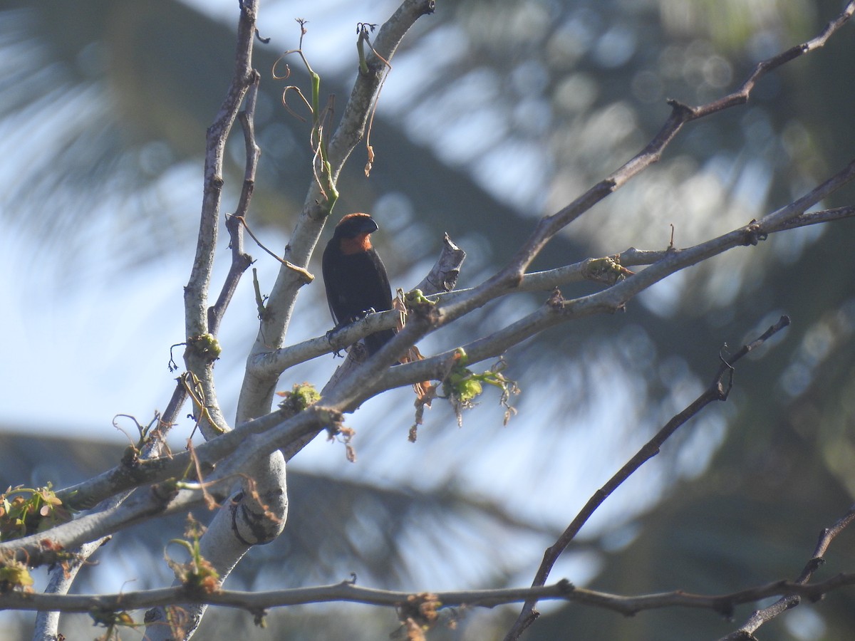 Puerto Rican Bullfinch - ML616935355