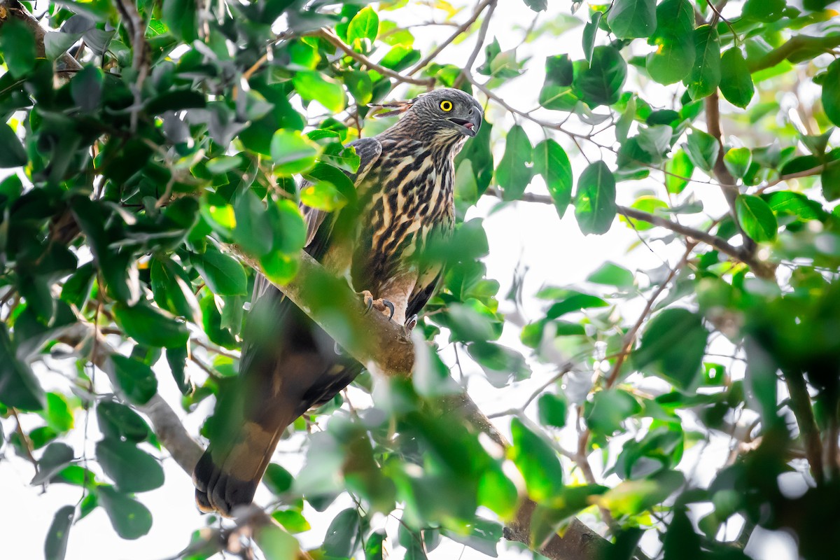 Changeable Hawk-Eagle - ML616935394