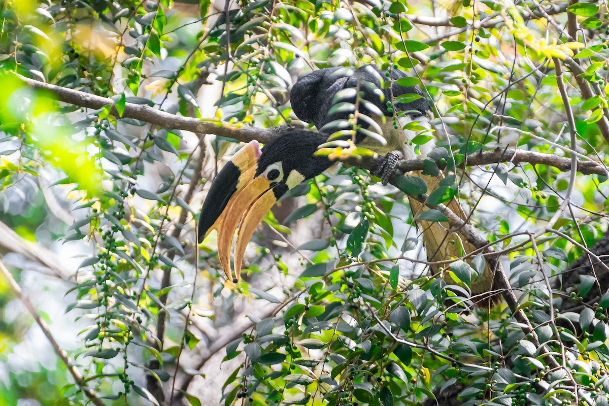 Malabar Pied-Hornbill - ML616935400