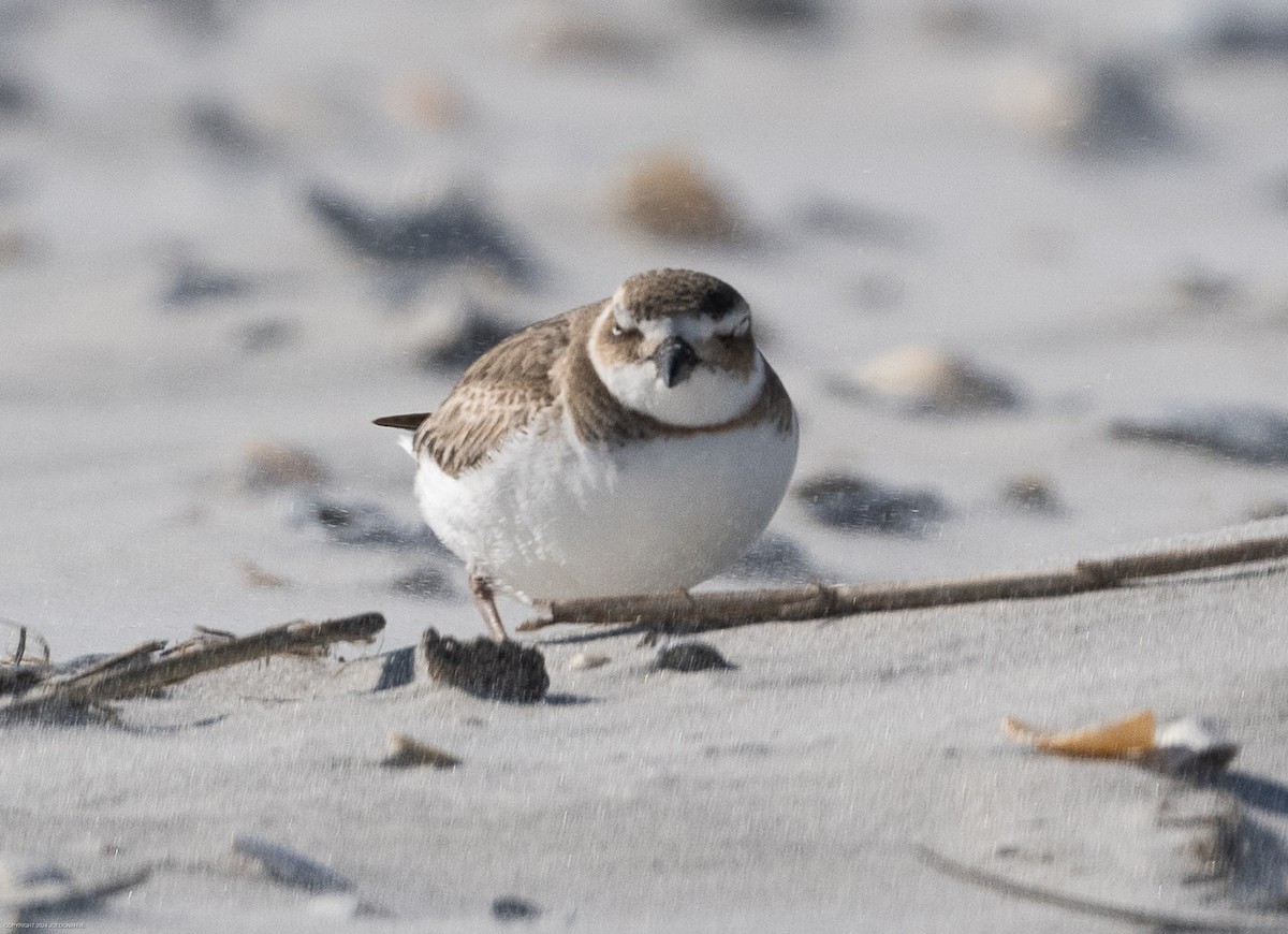 Wilson's Plover - ML616935401