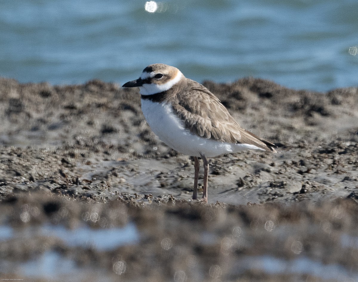 Wilson's Plover - ML616935403