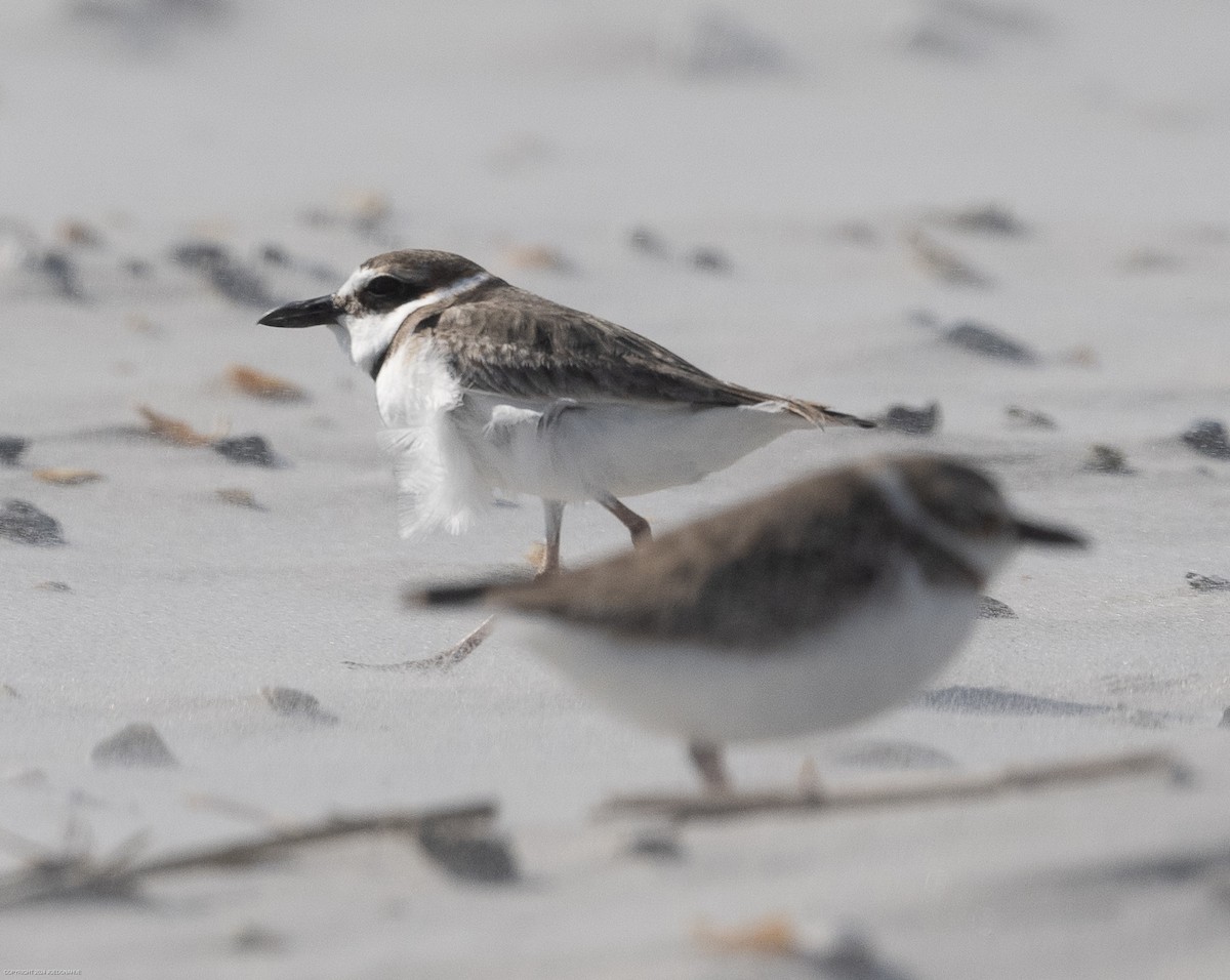 Wilson's Plover - ML616935405