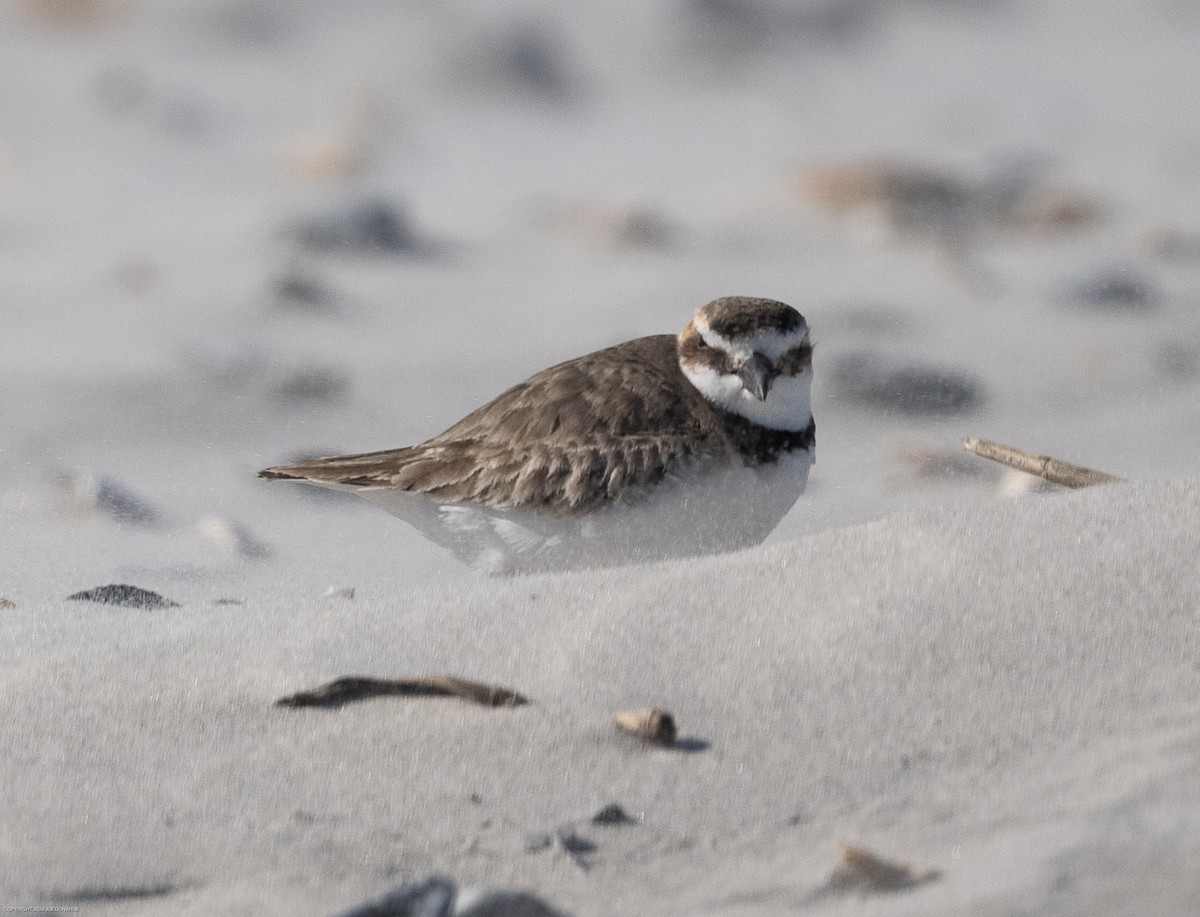 Wilson's Plover - ML616935409