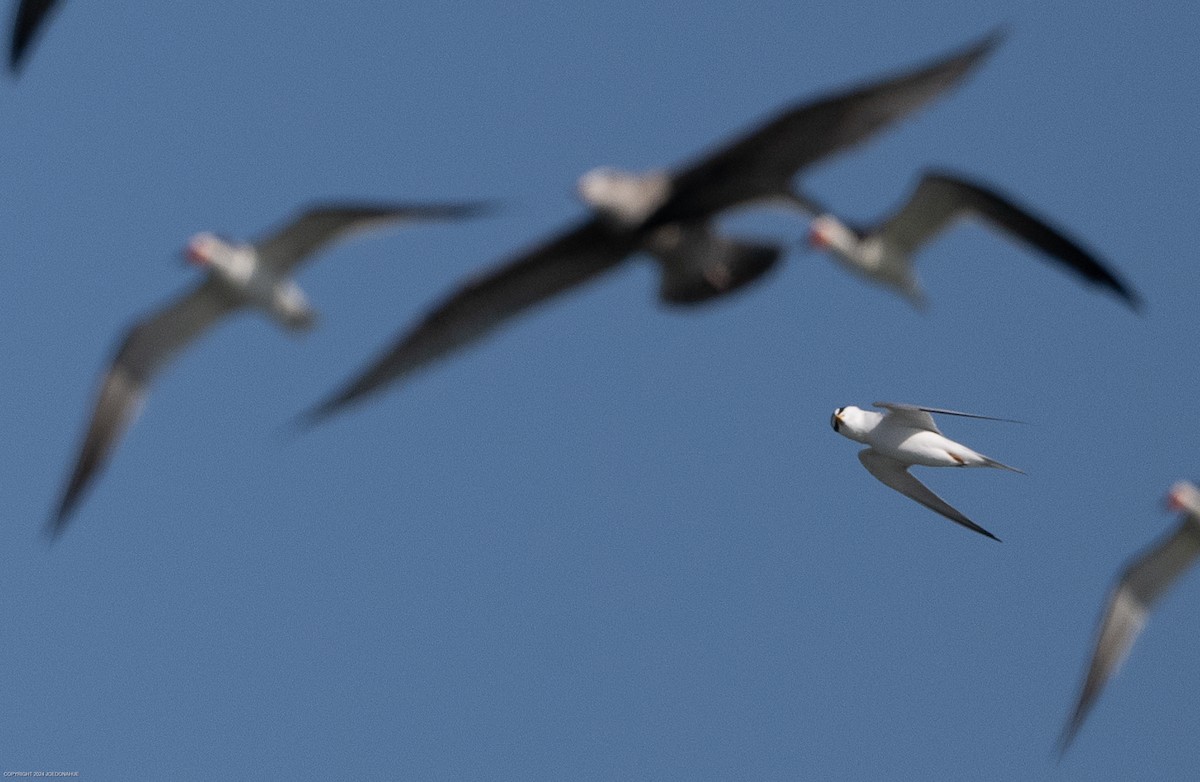 Least Tern - Joe Donahue