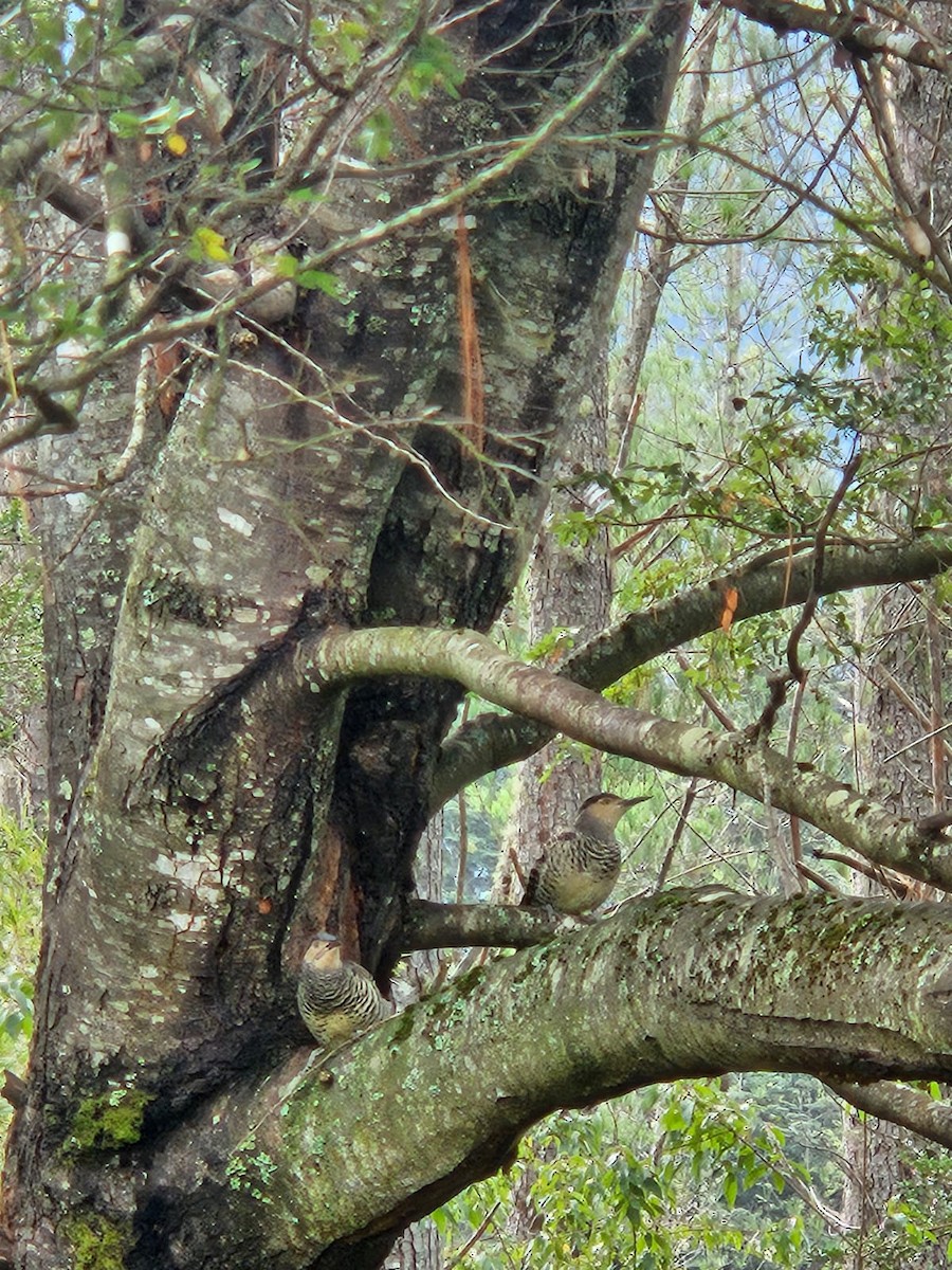 Chilean Flicker - ML616935577