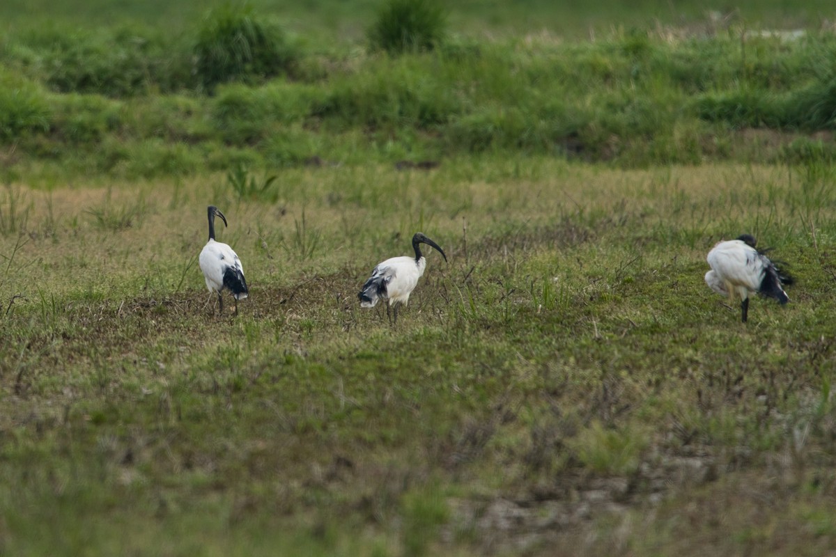 African Sacred Ibis - Nicola Marchioli