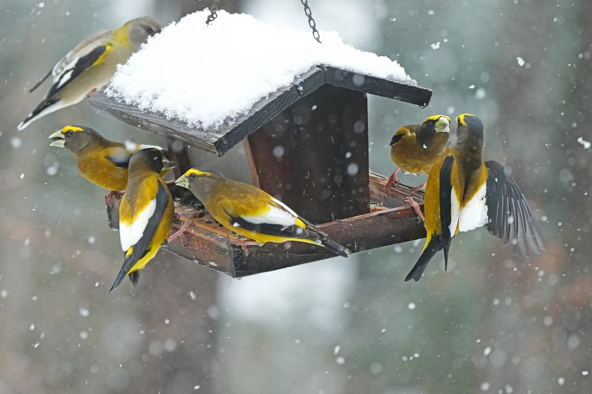 Evening Grosbeak - Nancy Elliot