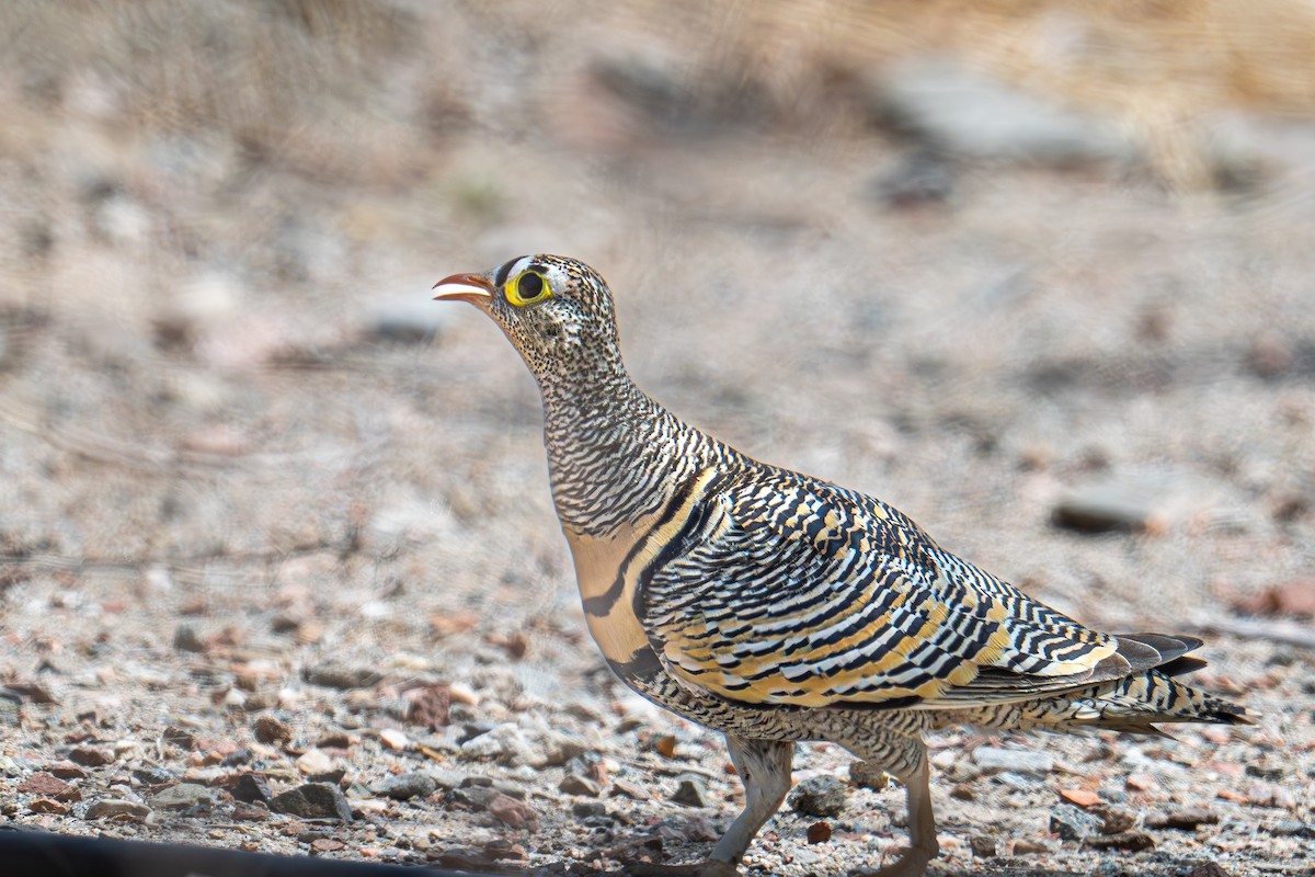 Lichtenstein's Sandgrouse - ML616935724