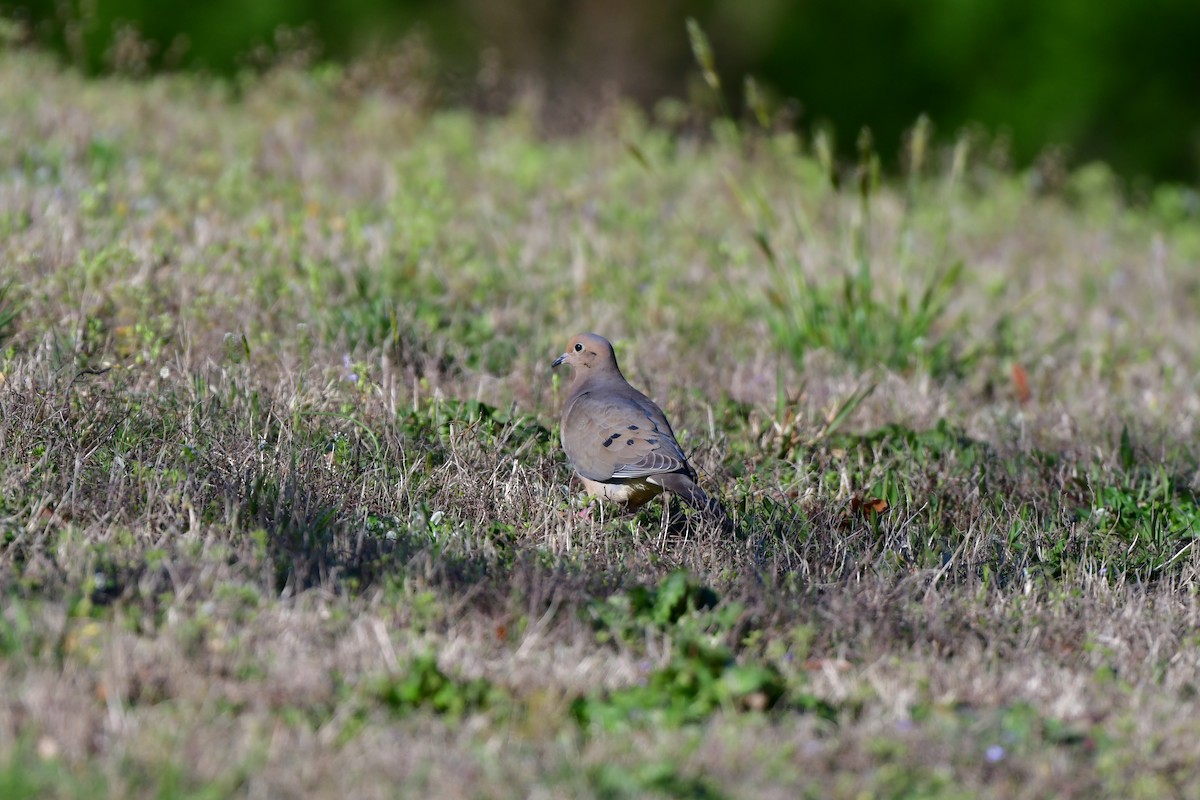 Mourning Dove - ML616935784