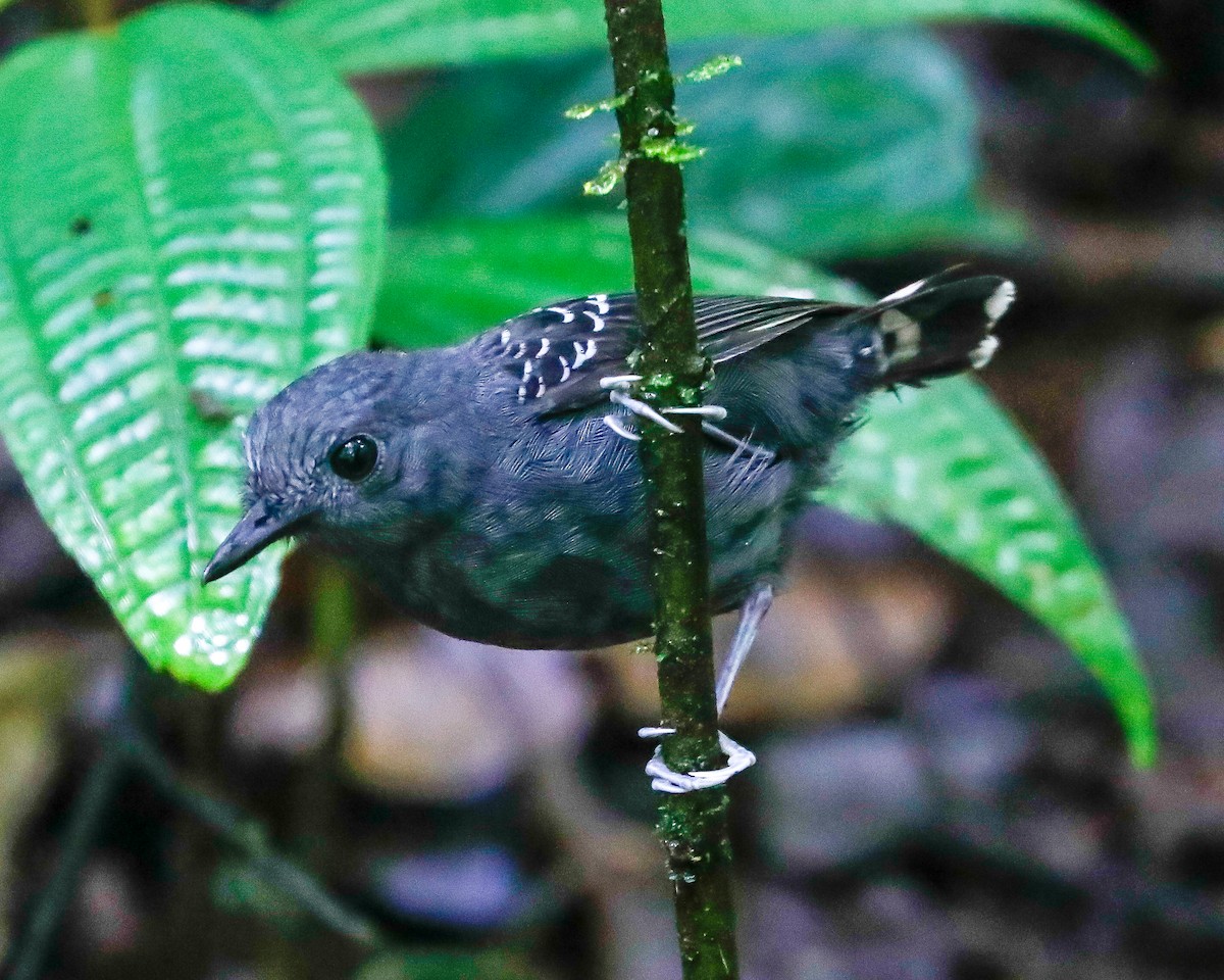 Common Scale-backed Antbird - ML616935785