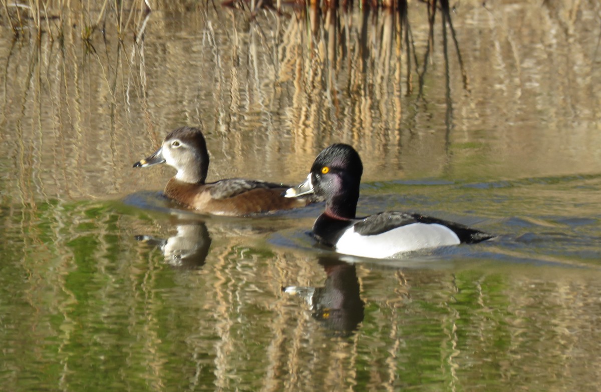 Ring-necked Duck - ML616935810