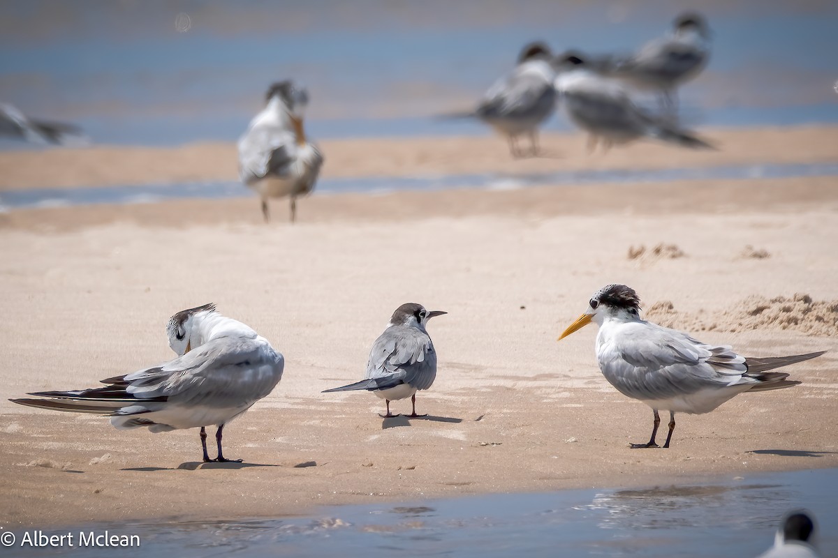 Black Tern - Albert McLean