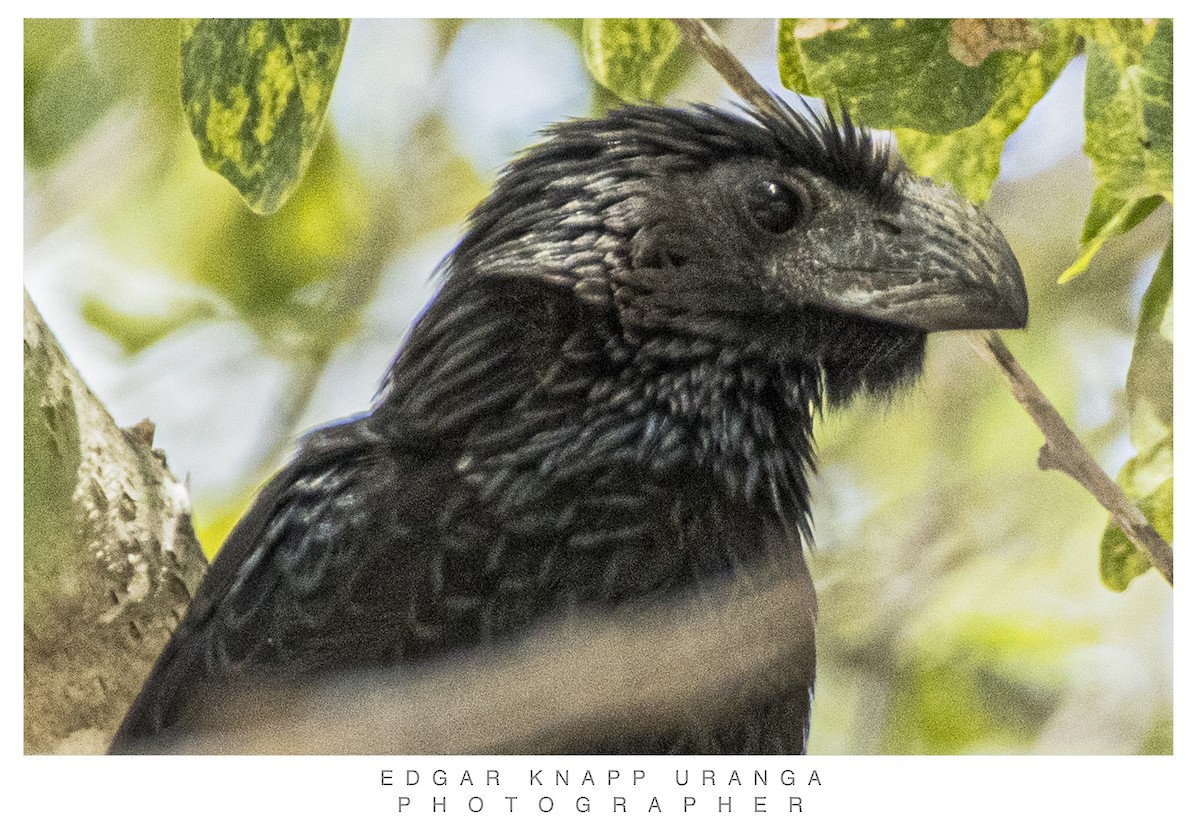 Oluk Gagalı Ani - ML616935856