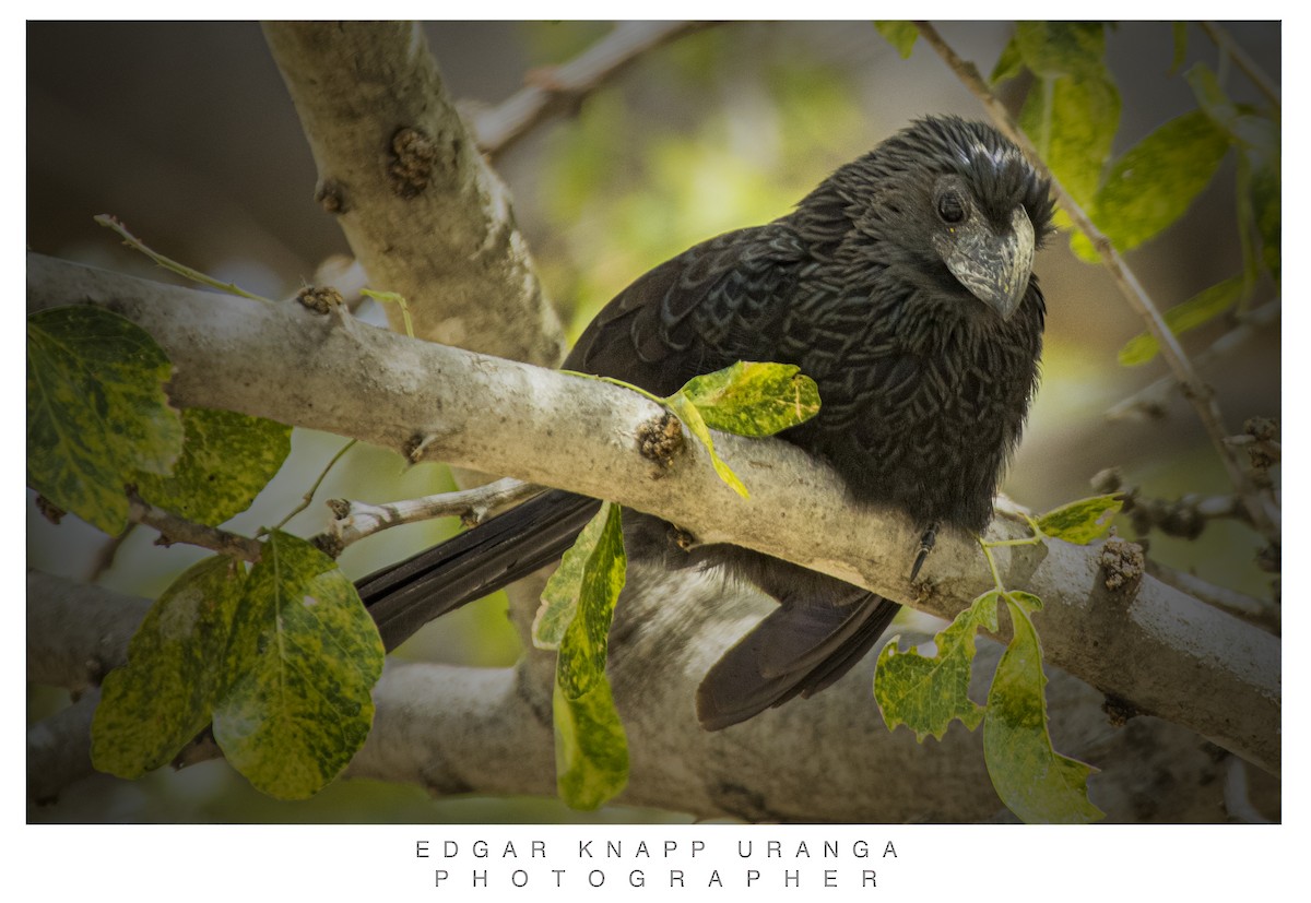 Oluk Gagalı Ani - ML616935857