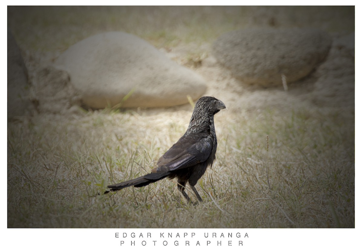 Oluk Gagalı Ani - ML616935858