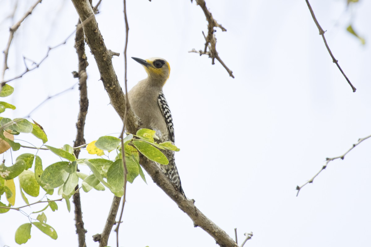 Altın Yanaklı Ağaçkakan - ML616935863