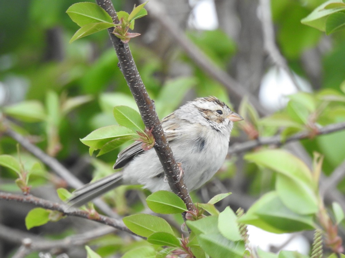 Clay-colored Sparrow - WIlliam  Bolin