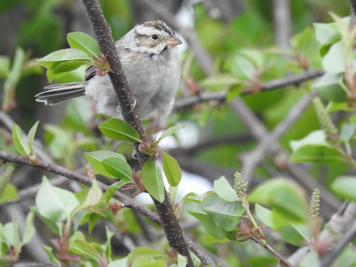 Clay-colored Sparrow - WIlliam  Bolin