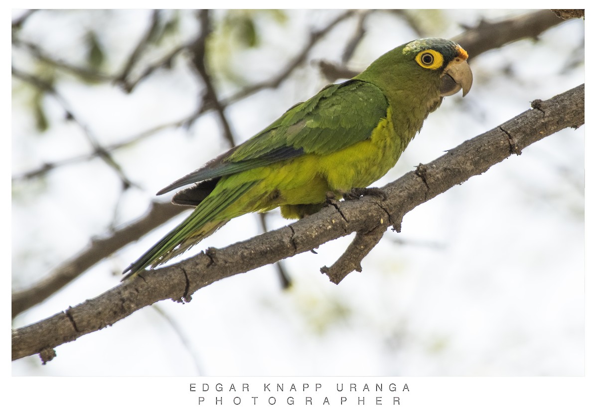 Orange-fronted Parakeet - ML616935871