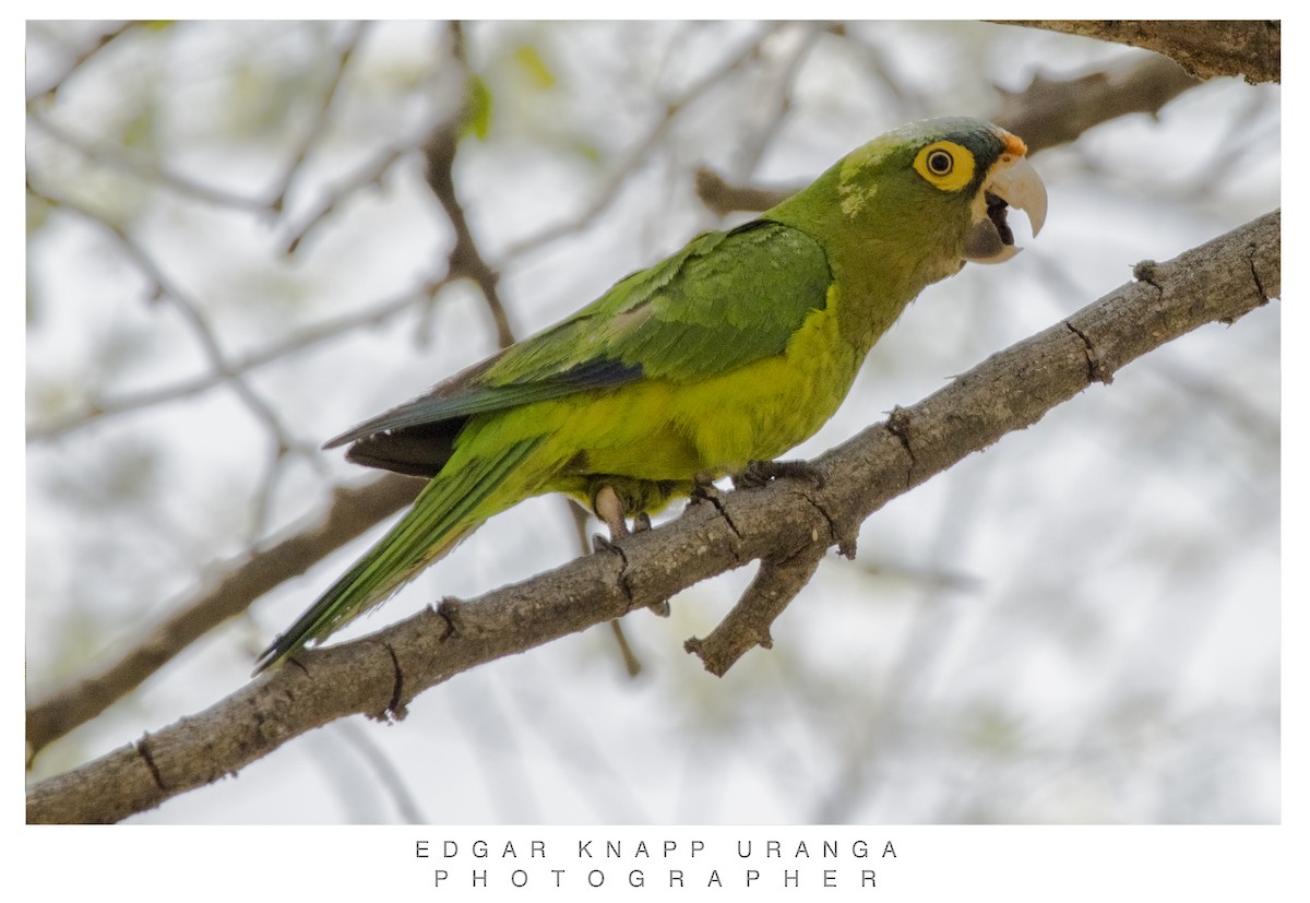 Turuncu Alınlı Papağan - ML616935873