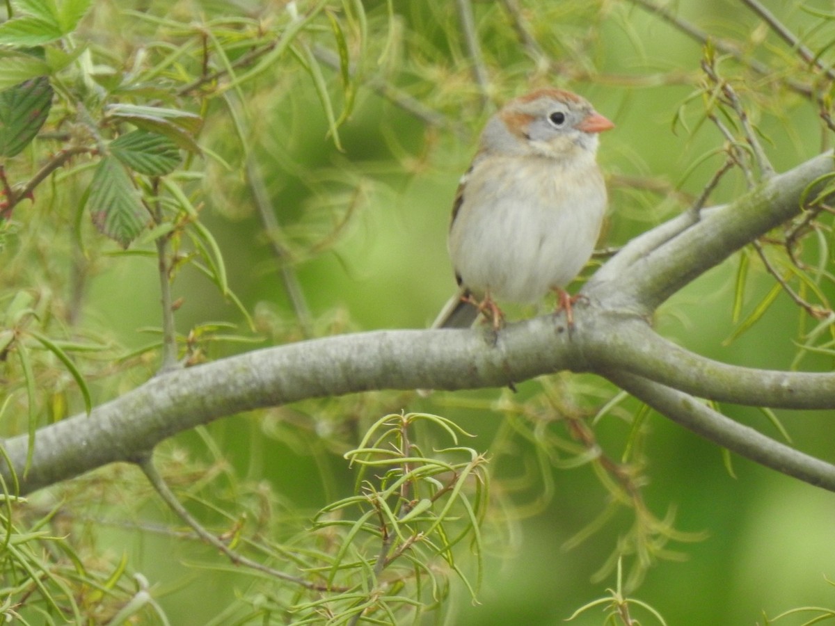 Field Sparrow - ML616935894