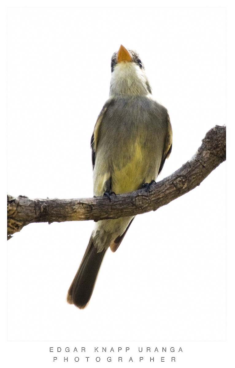 Jose Maria Pivisi - ML616935907