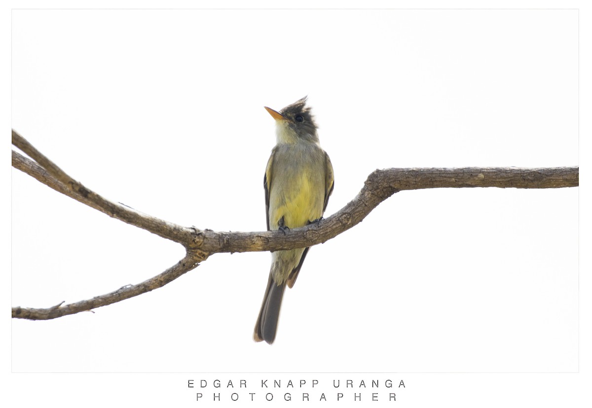 Jose Maria Pivisi - ML616935909