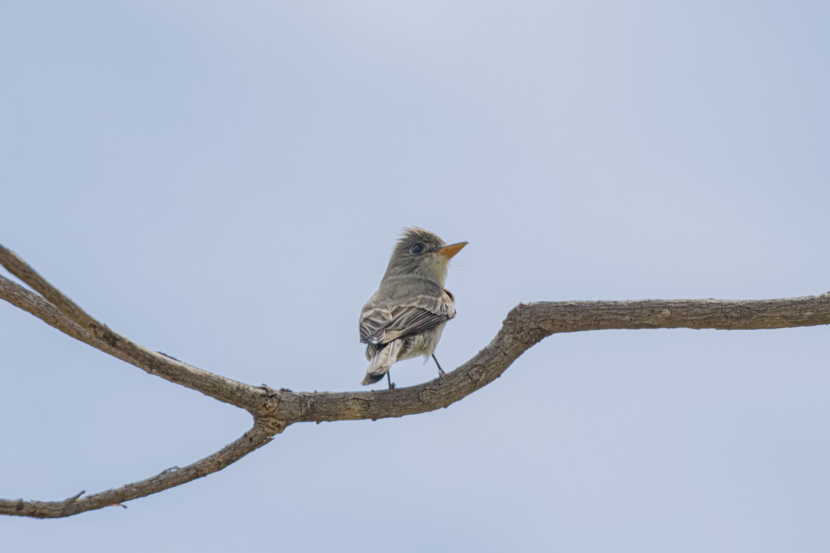 Jose Maria Pivisi - ML616935910