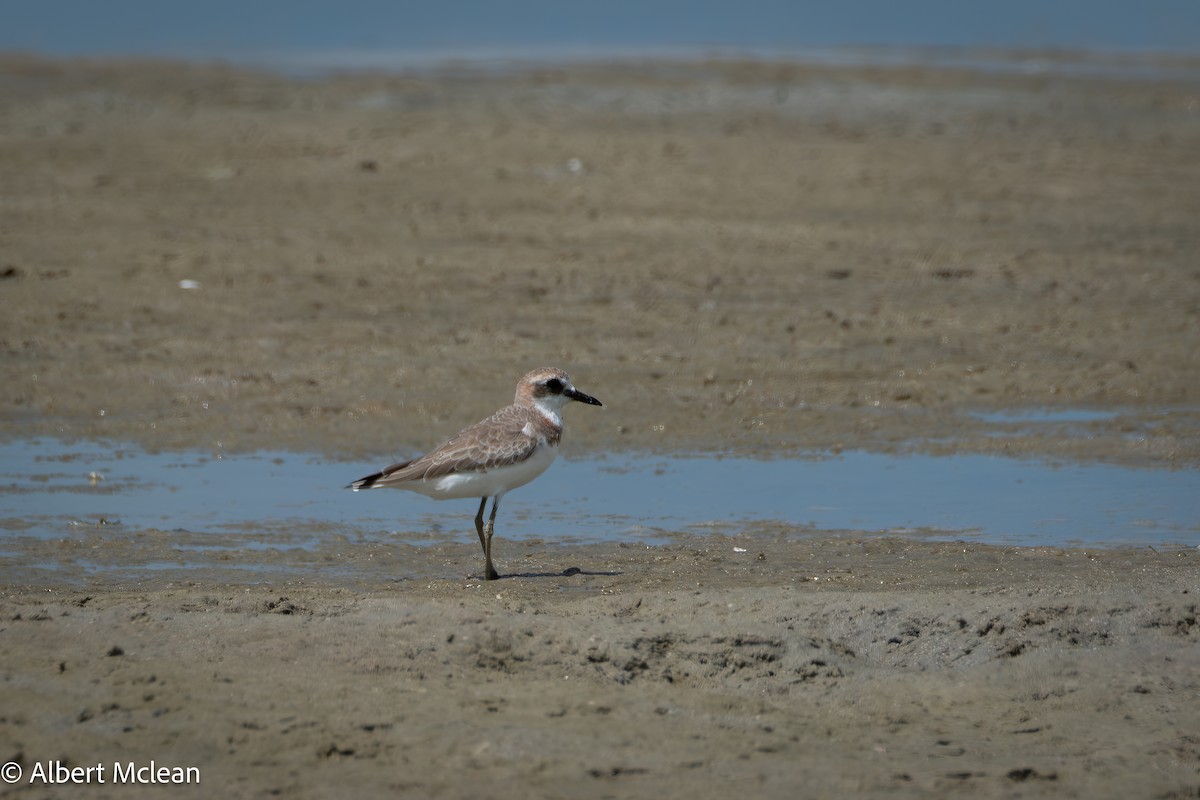 Greater Sand-Plover - ML616935921