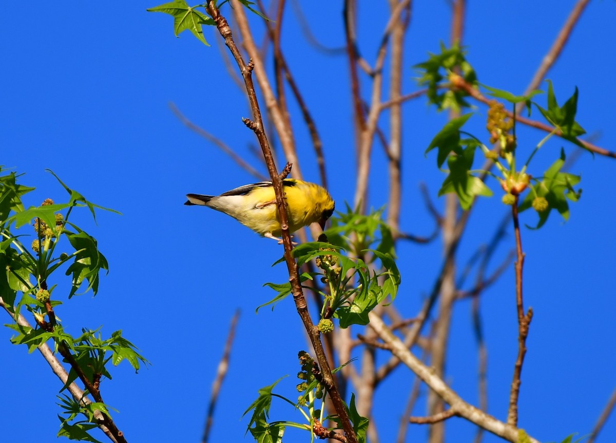 American Goldfinch - ML616935974