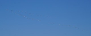 American White Pelican - ML616935995