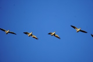 American White Pelican - ML616935996