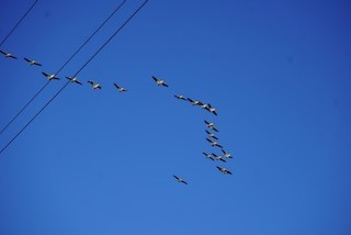 American White Pelican - ML616935997