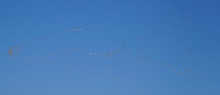 American White Pelican - ML616935998