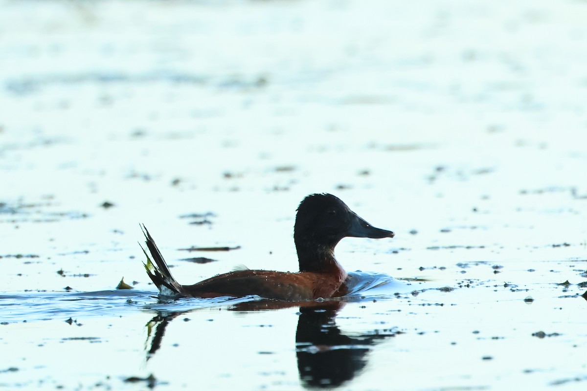 Lake Duck - Serge Rivard