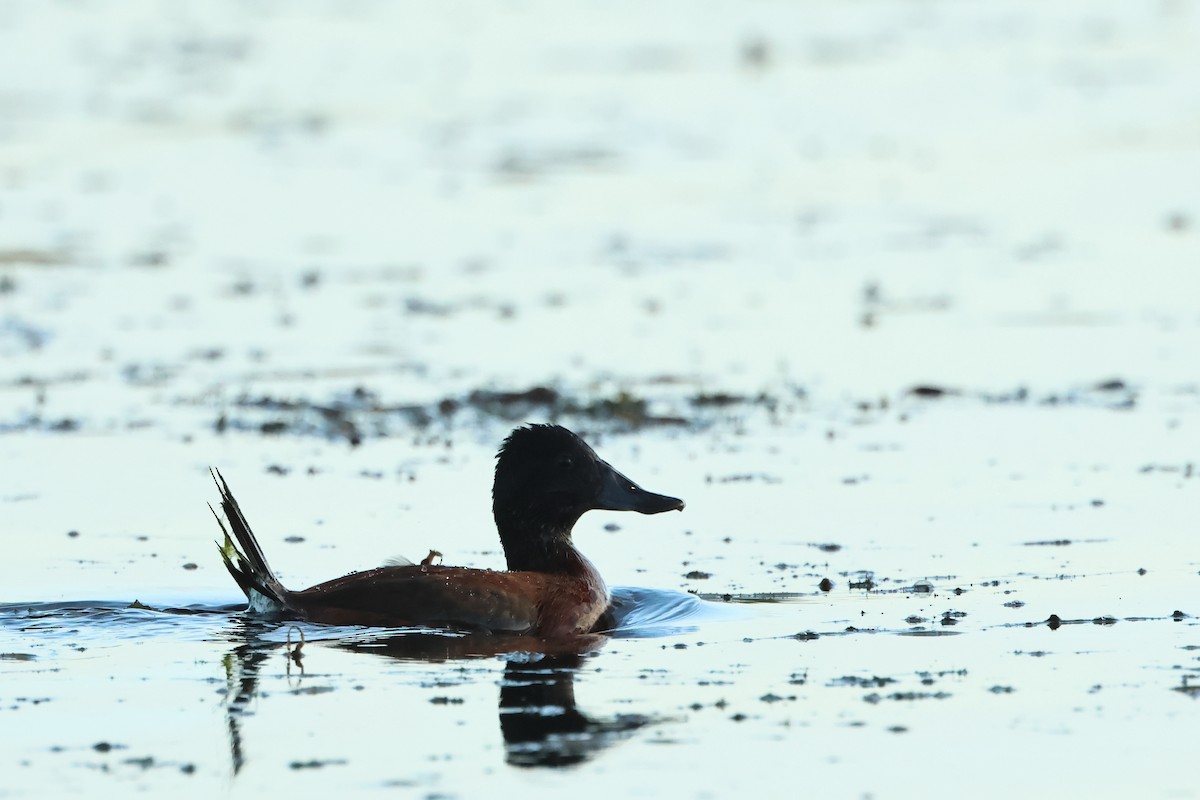 Lake Duck - Serge Rivard