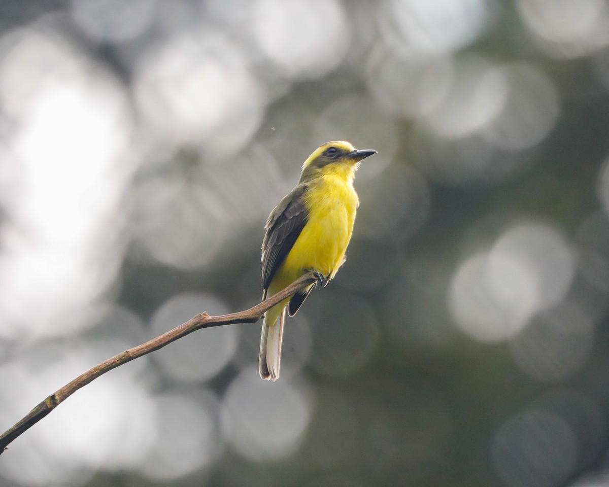 Lemon-browed Flycatcher - ML616936027