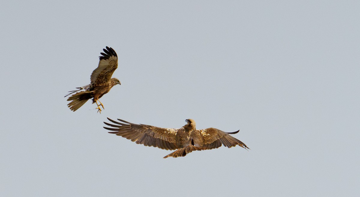 Western Marsh Harrier - ML616936038