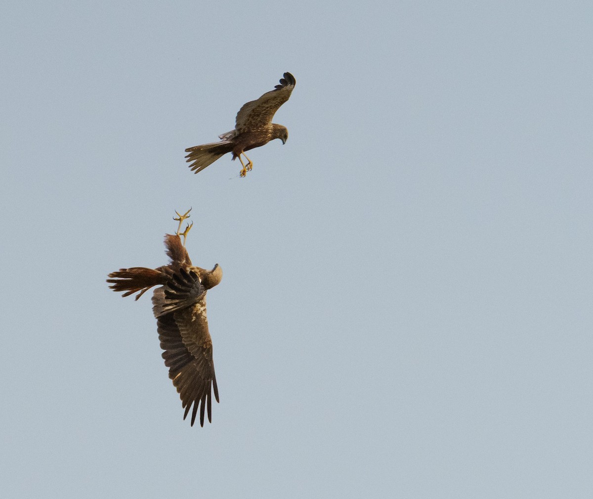 Western Marsh Harrier - ML616936039