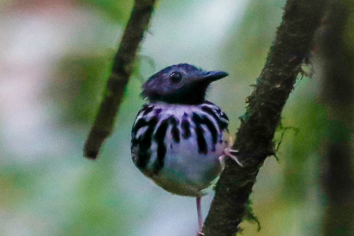 Spot-backed Antbird - Matthew Douglas Gable