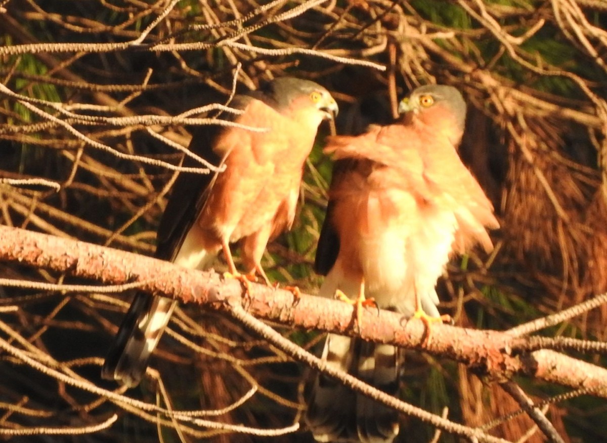 Rufous-breasted Sparrowhawk - Dieter Oschadleus