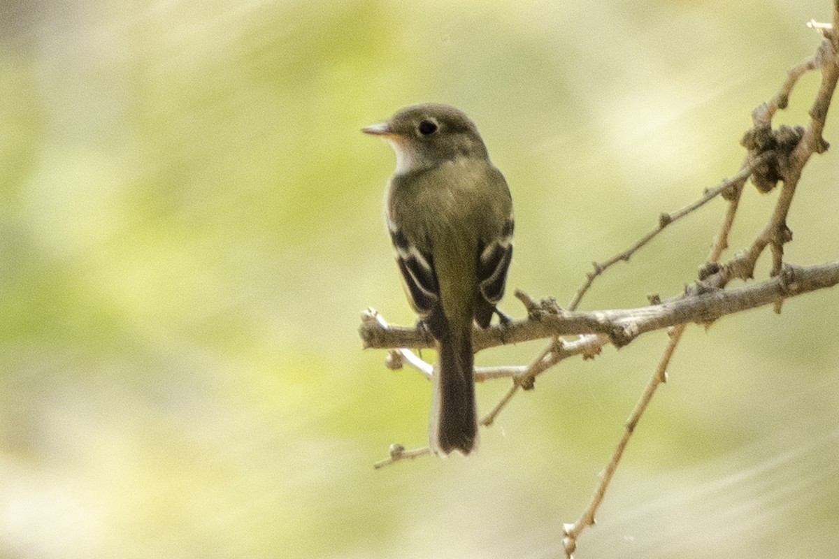 Küçük Boreal Sinekkapan - ML616936095