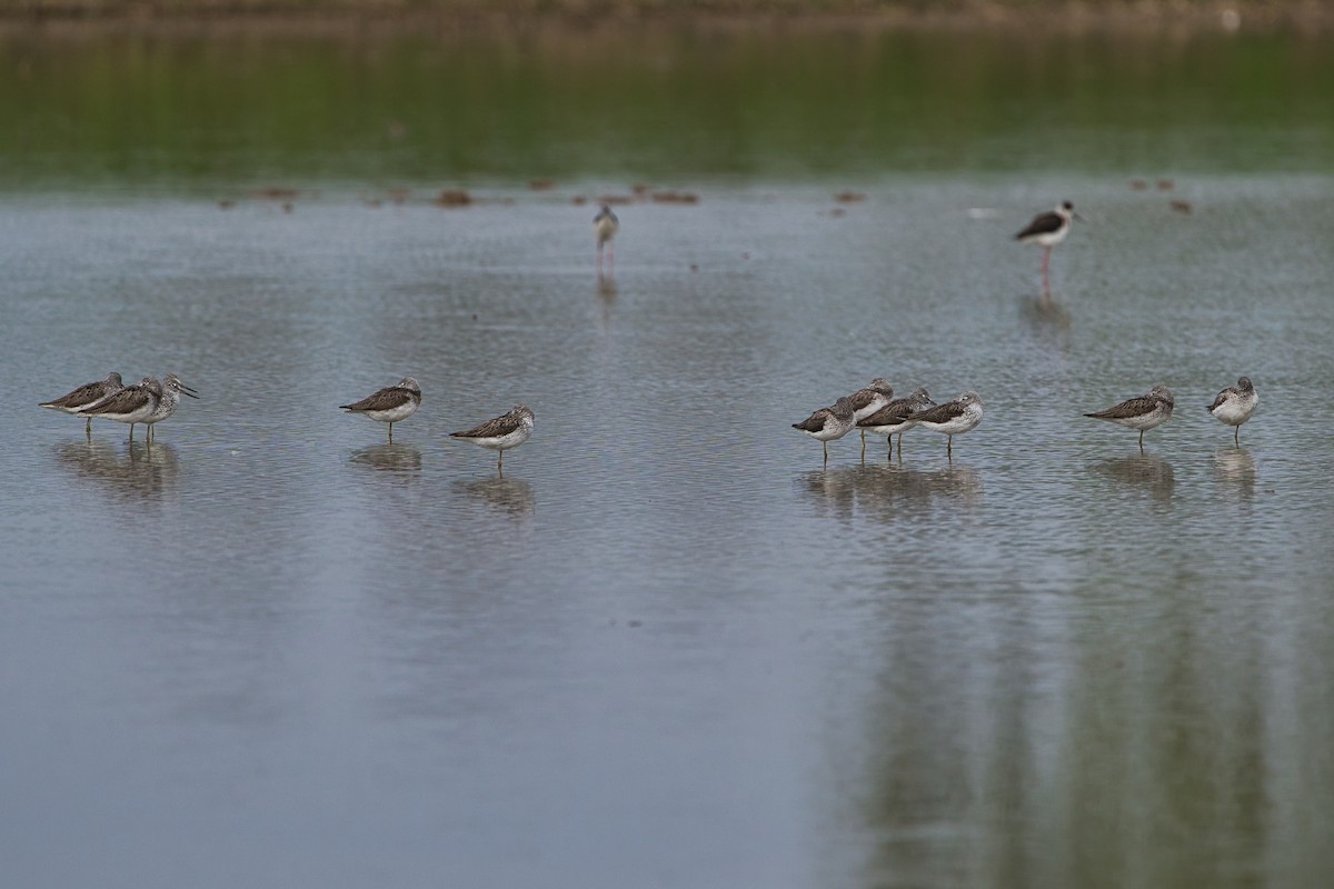 Common Greenshank - ML616936099