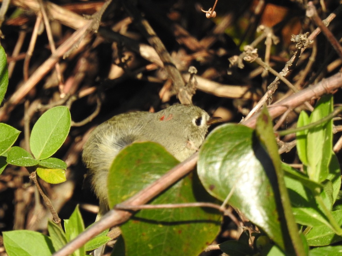 Ruby-crowned Kinglet - ML616936108