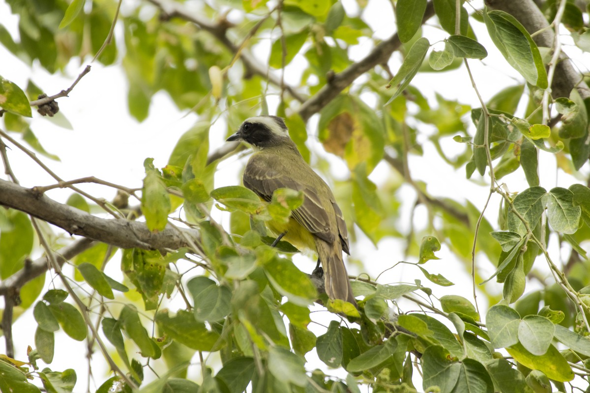 Sosyal Tiran - ML616936110