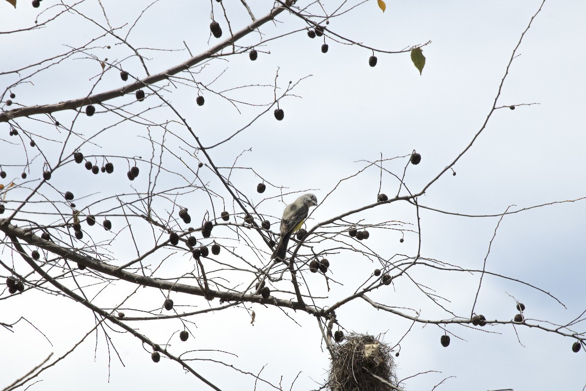 Tropikal Tiran - ML616936115